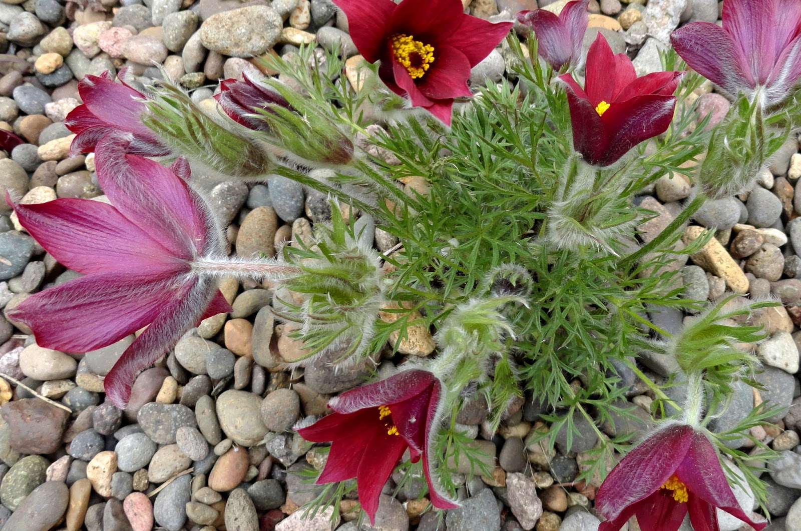 Vulgaris ‘rubra’ прострел